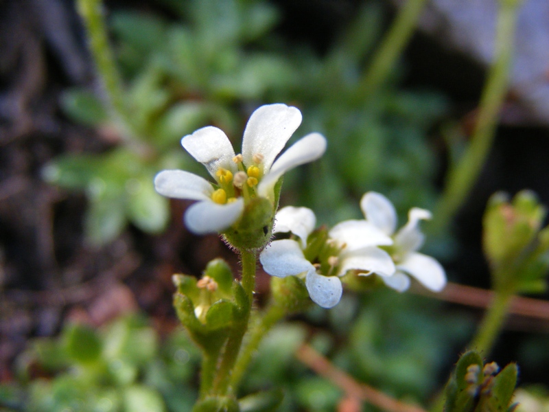 Saxifraga androsacea / Sassifraga rosulata